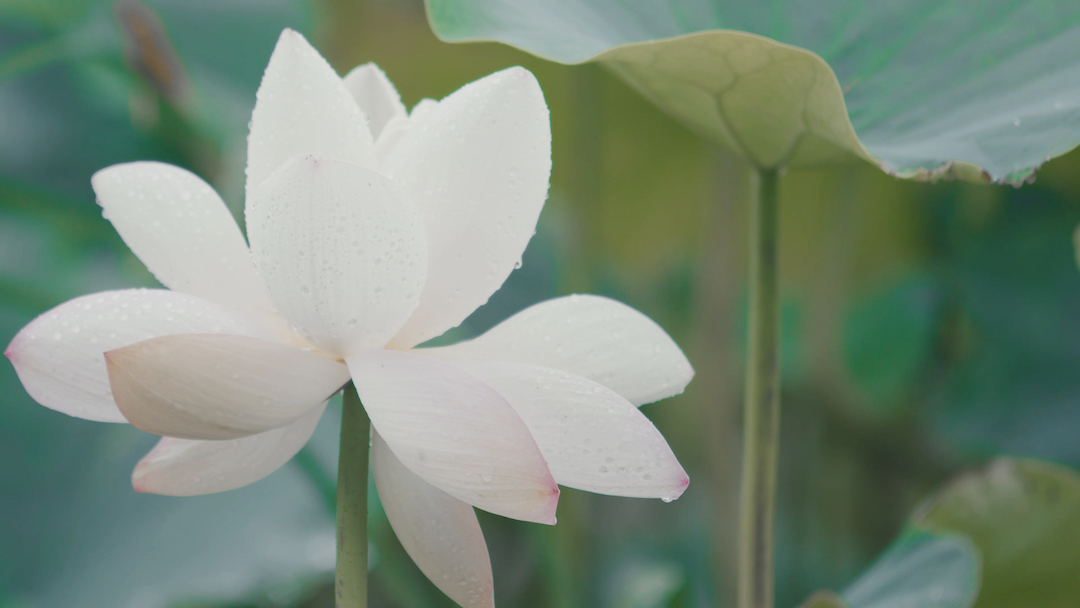 Benefits Of Lotus Flower In Skincare